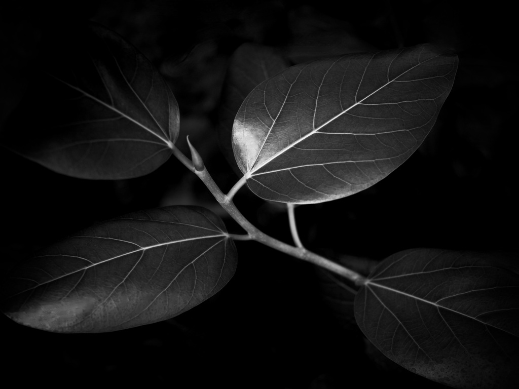 温室内の植物（モノクロ）
