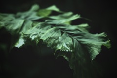 緑の鼓動