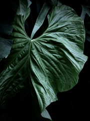 温室内の植物