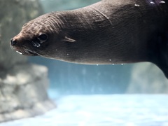 ミナミアメリカオットセイ