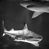 サメ・ツマグロ