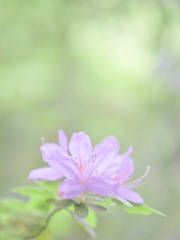 新緑の淡い光の中で見つけたツツジ