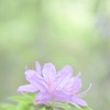 新緑の淡い光の中で見つけたツツジ
