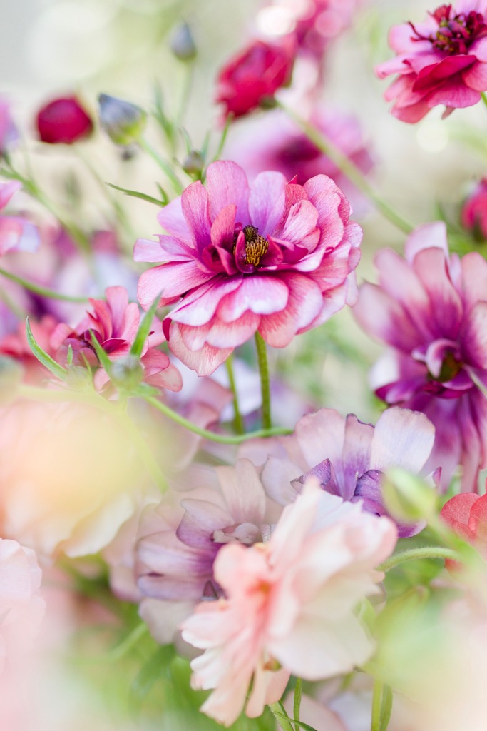 春の花
