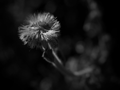 枯れた花（モノクロ）