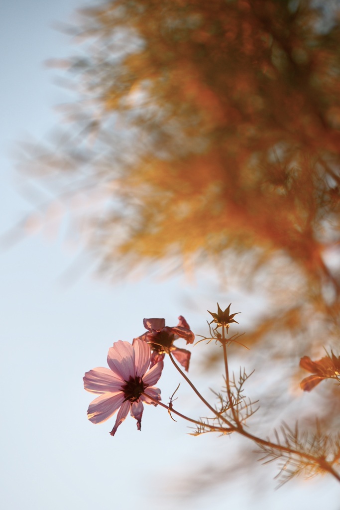 夕日を浴びる花