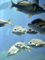 アクアリウムの生き物