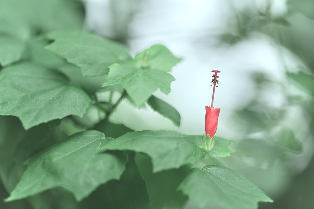 唯一の姫
