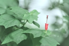 唯一の姫