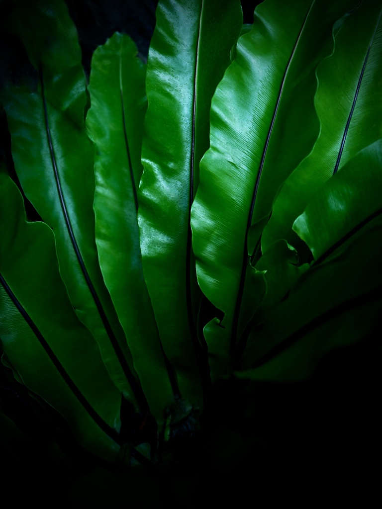 温室内の植物