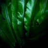 温室内の植物