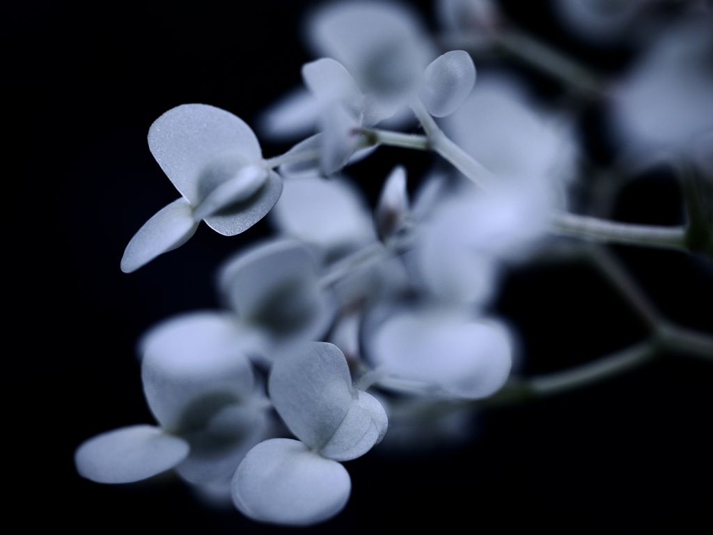 温室内の花