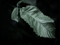 温室内の植物