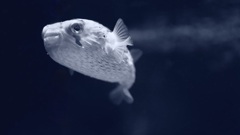 ハリセンボン