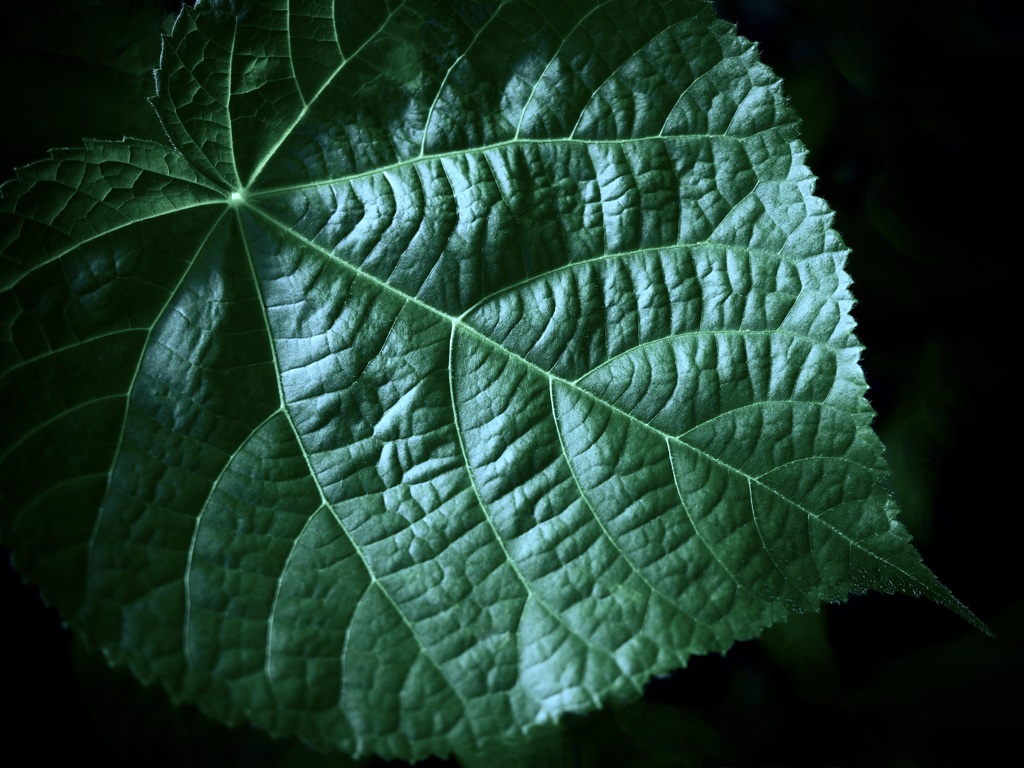 温室内の植物