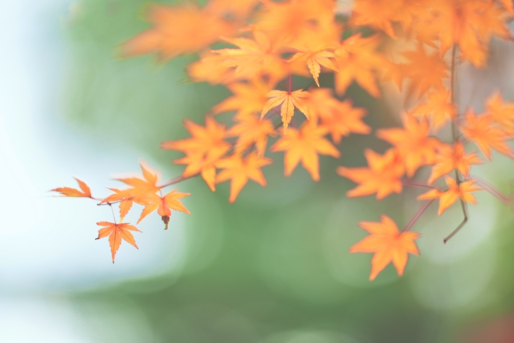 光にあずける紅