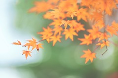 光にあずける紅