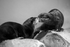 触れ合い通わす