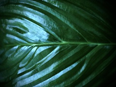 温室内の植物
