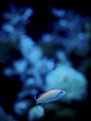 アクアリウムの生き物