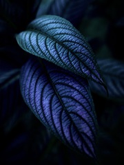 温室内の植物