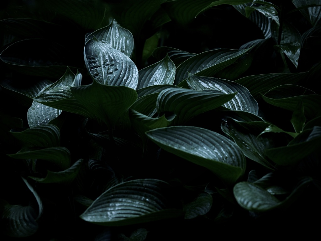 ギボウシ