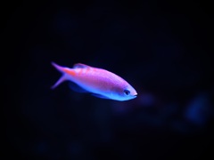 アクアリウムの生き物