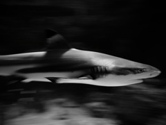 サメ・ツマグロ