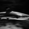 サメ・ツマグロ