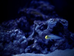 アクアリウムの生き物