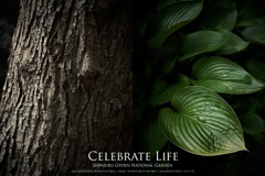 Celebrate Life（組み写真）