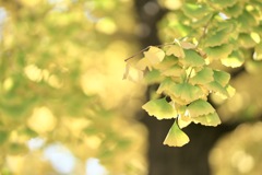 ひだまりの黄金