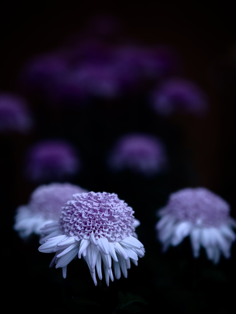 菊
