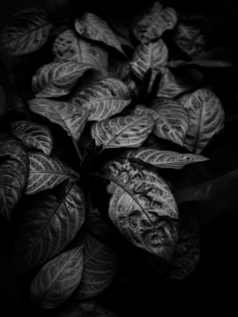 温室内の植物（モノクロ）