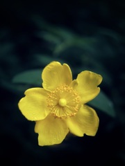 花弁に乗せて広がる優しさ