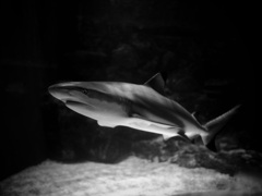 サメ・ツマグロ