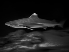 サメ・ツマグロ