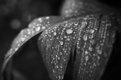雨名残りまだ浅く