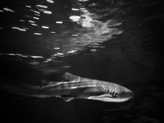 サメ・トラフザメ