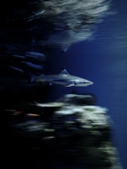 サメ・ツマグロ