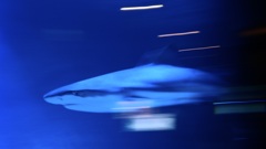 サメ・ツマグロ
