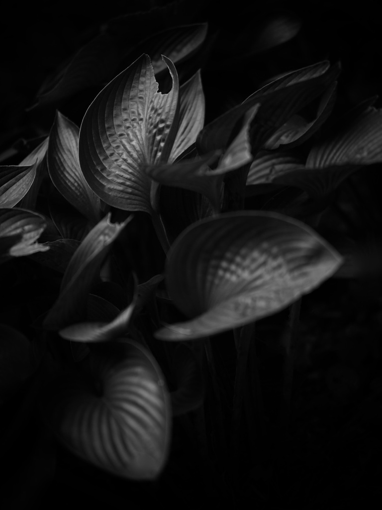 ギボウシ（モノクロ）