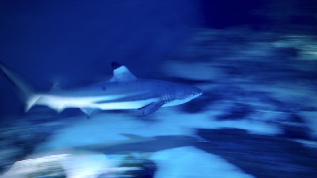 サメ・ツマグロ