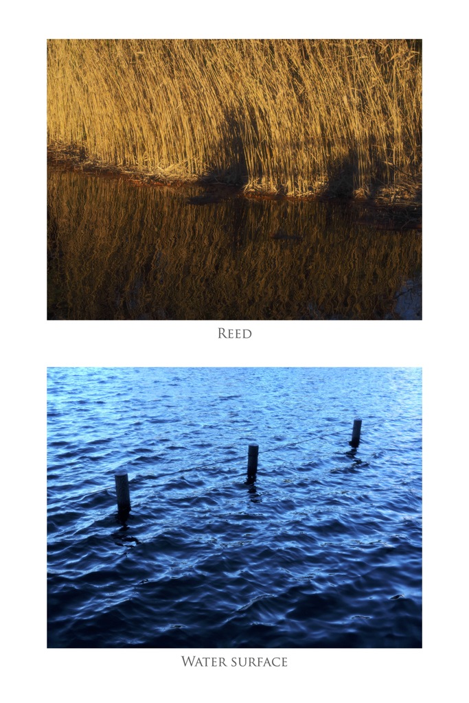 ヨシ／水面（組み写真＋ソフトフィルター）