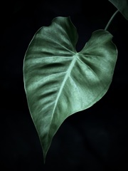 温室内の植物