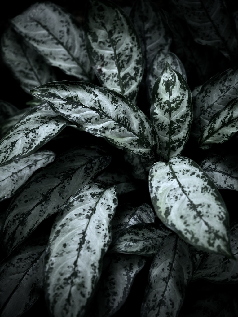 温室内の植物