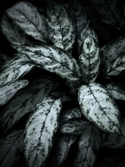 温室内の植物