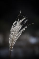 ススキの穂