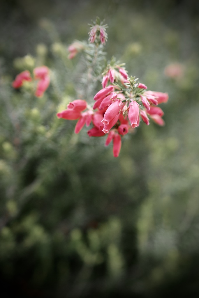 鈴なりの花