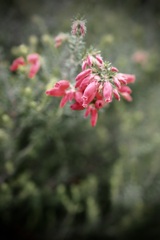 鈴なりの花